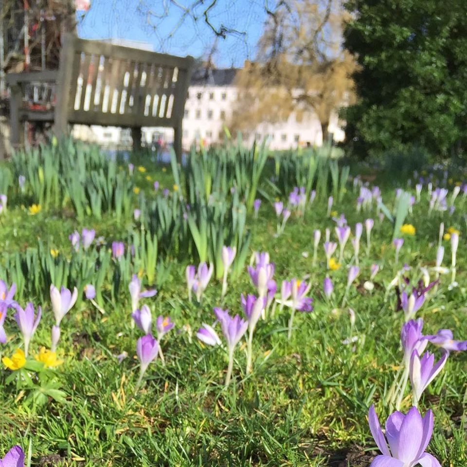 A swarm of budding purple crocuses on a lawn, taken from ground level by Amy, Head of Welfare at Studio Cambridge.