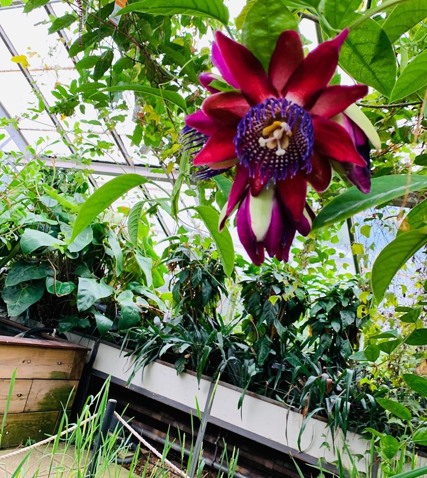 A large magenta flower with purple stamen hanging over bed of greenery in Cambridge University Botanic Gardens, which Sir George students at Studio Cambridge English Language school visited as an enrichment activity.